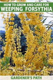 Attēlu rezultāti vaicājumam “Forsythia suspensa flower”