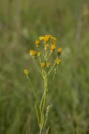 Attēlu rezultāti vaicājumam “Jacobaea paludosa”