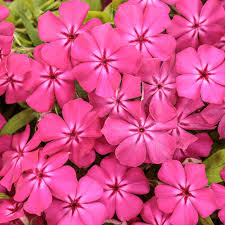 Image result for Phlox drummondii
