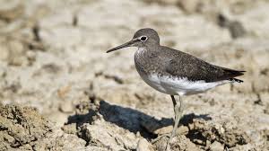 Attēlu rezultāti vaicājumam “Tringa ochropus”