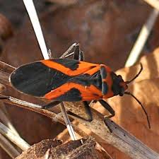 Attēlu rezultāti vaicājumam “Lygaeidae”