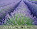 Oregon Lavender Destinations - lavender farms, nurseries and a ...