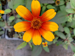 Image result for Heliopsis scabra