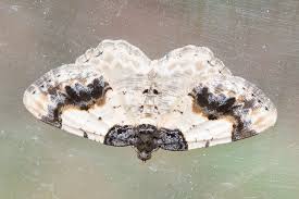 Attēlu rezultāti vaicājumam “Ligdia adustata”