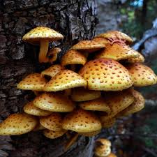 Attēlu rezultāti vaicājumam “Pholiota aurivella”