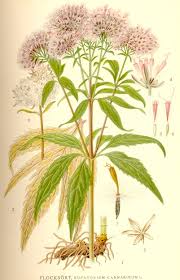 Image result for Eupatorium cannabinum