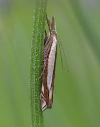 Attēlu rezultāti vaicājumam “Crambus”