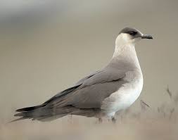 Attēlu rezultāti vaicājumam “Stercorarius parasiticus”