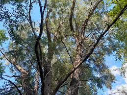 Attēlu rezultāti vaicājumam “Salix alba var. sericea”