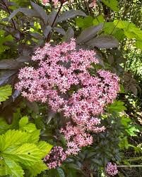 Attēlu rezultāti vaicājumam “Sambucus nigra flower”