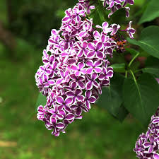 Image result for flieder