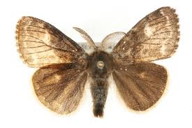 Attēlu rezultāti vaicājumam “Gynaephora selenitica”