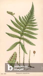 Attēlu rezultāti vaicājumam “Phegopteris connectilis”