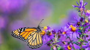 Image result for monarch butterfly