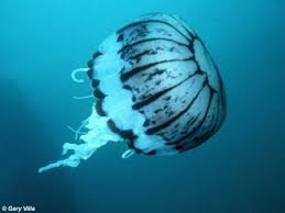 Attēlu rezultāti vaicājumam “Scyphozoa”