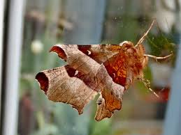 Attēlu rezultāti vaicājumam “Selenia tetralunaria”