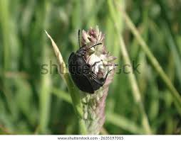 Attēlu rezultāti vaicājumam “Silpha obscura”