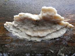 Attēlu rezultāti vaicājumam “Diplomitoporus flavescens”