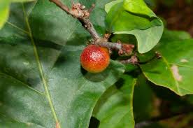 Attēlu rezultāti vaicājumam “Cynips quercusfolii”