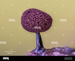 Attēlu rezultāti vaicājumam “Stemonitopsis sp.”