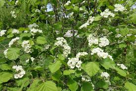 Attēlu rezultāti vaicājumam “Crataegus submollis flower”