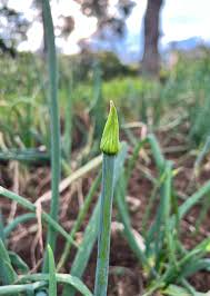 Attēlu rezultāti vaicājumam “Allium cepa bud”