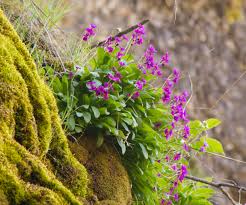 Attēlu rezultāti vaicājumam “Primula x margotae flower”