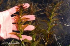 Attēlu rezultāti vaicājumam “Potamogeton perfoliatus flower”