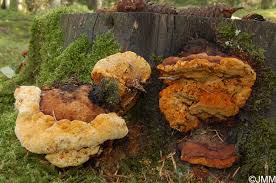 Attēlu rezultāti vaicājumam “Gloeophyllum odoratum”