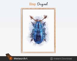 Attēlu rezultāti vaicājumam “Korynetes caeruleus”