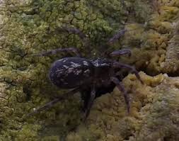 Attēlu rezultāti vaicājumam “Chelifer cancroides”