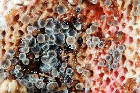 Attēlu rezultāti vaicājumam “Hyphodiscus hymeniophilus”