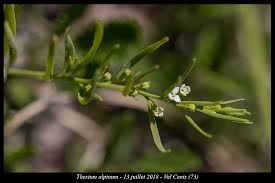 Attēlu rezultāti vaicājumam “Thesium alpinum”