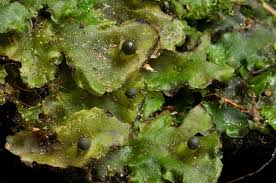 Attēlu rezultāti vaicājumam “Pellia epiphylla”