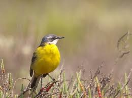 Attēlu rezultāti vaicājumam “Motacilla flava flava”