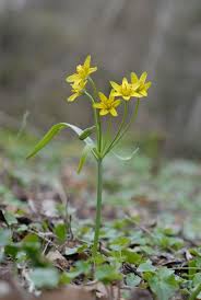 Attēlu rezultāti vaicājumam “Gagea lutea”