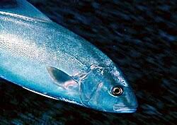 Image result for Seriola rivoliana