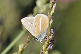 Attēlu rezultāti vaicājumam “Agrodiaetus damon underside”