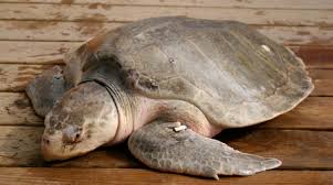 Image result for Lepidochelys kempii