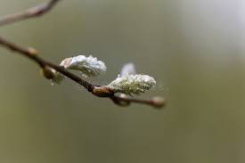Attēlu rezultāti vaicājumam “Salix aurita bud”