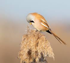 Attēlu rezultāti vaicājumam “Panurus biarmicus male”