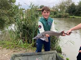 Image result for Acipenser desotoi