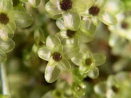 Attēlu rezultāti vaicājumam “Bryales”