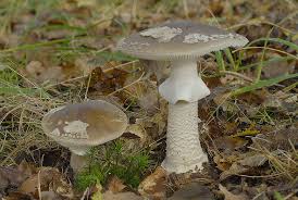 Attēlu rezultāti vaicājumam “Amanita excelsa”