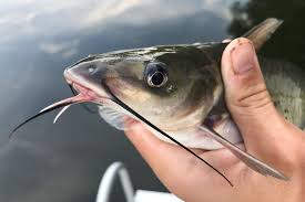 Image result for Ictalurus punctatus