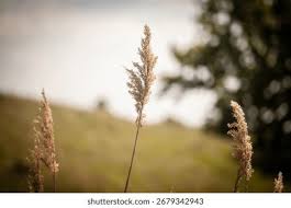 Attēlu rezultāti vaicājumam “Phragmites communis fruit”