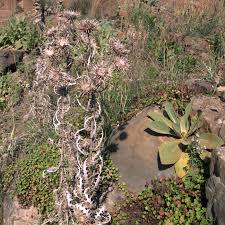 Image result for Ptilostemon afer