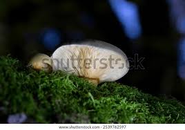 Attēlu rezultāti vaicājumam “Panellus serotinus”