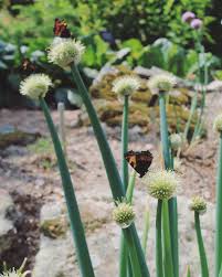 Résultat de recherche d'images pour "Allium fistulosum"