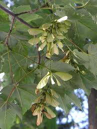 Attēlu rezultāti vaicājumam “Acer pseudoplatanus fruit”